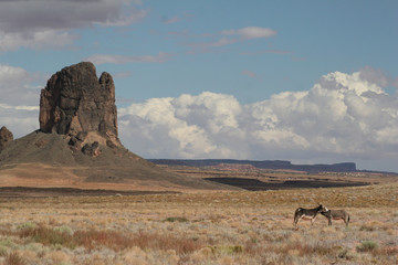 Monument Valley Donkeys