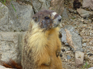 Murmeltier,  Marmot