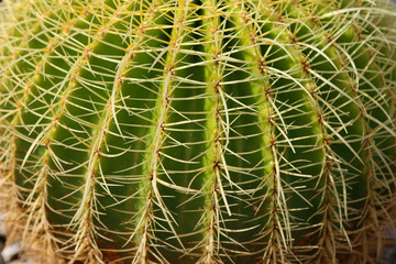 Cactus details 