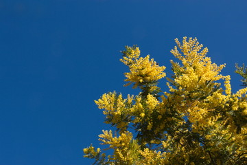 Fototapeta na wymiar Mimosa sur fond de ciel bleu
