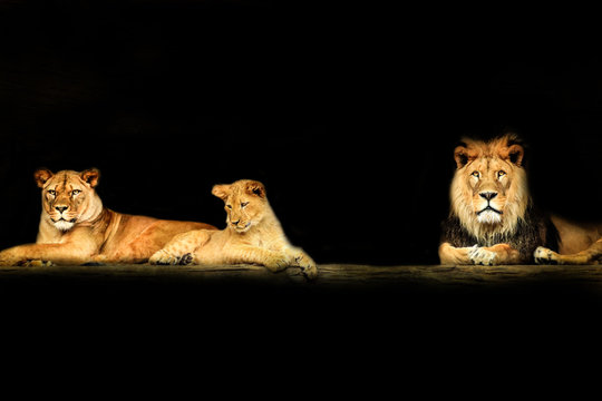 Lion's family on the black background