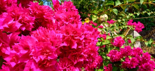 Bougainvillea 