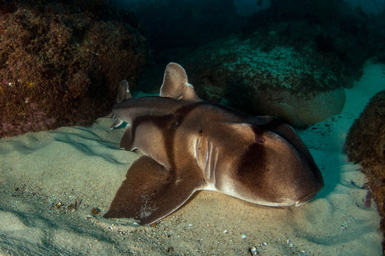 Port Jackson Shark