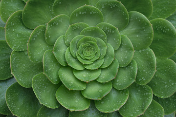Succulent plant with rain drops.