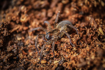 Spider on a ground