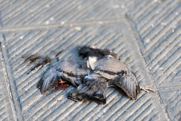 Closeup of dead blue pigeon bird with guts and blood after being run over by car on summer street in Siena, Italy