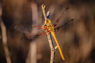 Dragonfly on a branch