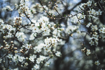 Cherry tree blossom