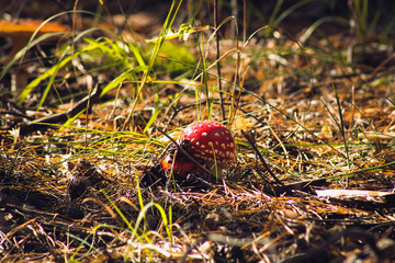 Red mushroom in the forest