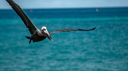 Brown Pelican with Outstretched Wings