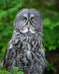 Great Grey Owl