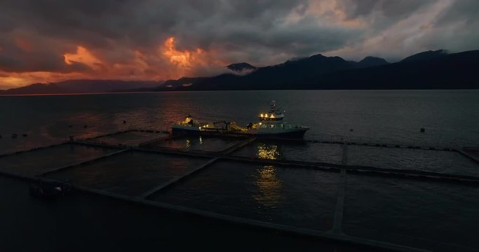Aerial view of wellboat during the harvesting of captive salmon, to be transferred to a slaughter plant