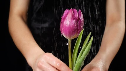 Girl's hands holding wet pink tulip under rain, slow motion