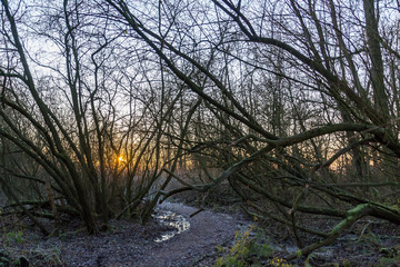 The bottom of the forrest Prielenbos is frozen when the sun rises over lake Zoetermeerse plas