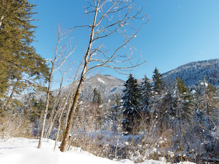 Oberbayern Naturschutzgebiet. Zwischen Kreuth und Scharling in tegernseer tal. Die Heide im Winter...