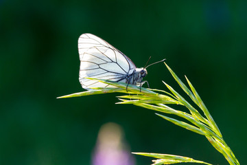White butterfly on blade of grass