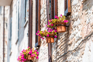 Fototapeta na wymiar Assisi, Italy town or village city in Umbria closeup of window and pink flower pots decorations on sunny summer day with nobody architecture