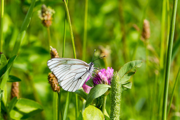 White butterfly on clover flower