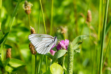 White butterfly on clover flower