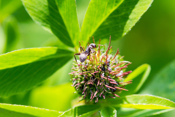 Ant on the flower close-up