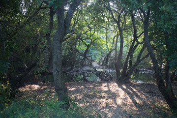 A general view of a path in nature 