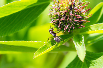 Ant on the flower close-up