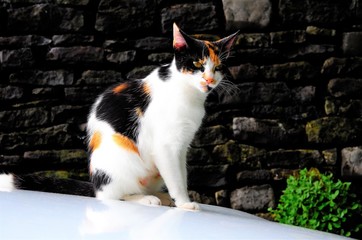 Cat on the hot tin roof