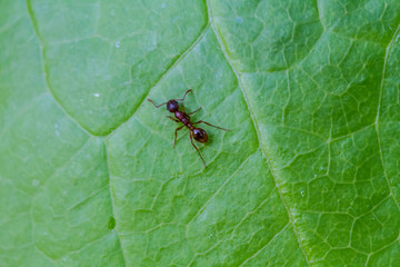 ant on a green leaf