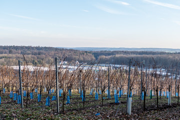 Obraz premium Weinberg im Winter