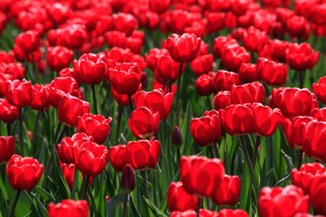 red tulips with green leaves in bright sunlight