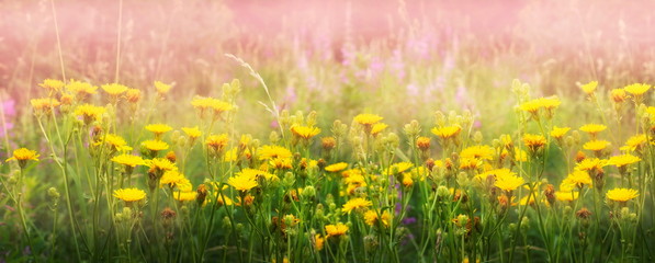 Fototapeta na wymiar flowering yellow field flowers, pink light morning field