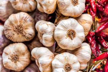 Closeup of many garlic bulbs hanging tied with dried chili peppers in Florence Italy central market showing detail and texture