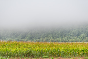 Countryside field in Umbria, Italy with farmland meadow and corn stalks in morning sunrise fog mist