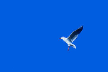 seagull flying in the blue sky
