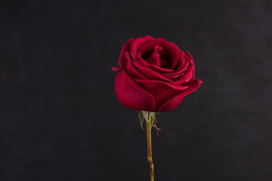 Red rose closeup foto isolated on black background