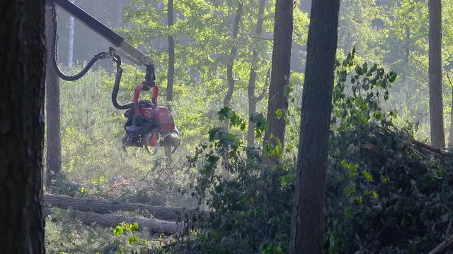 A lumberjack operating a logging machine in a pine forest. Forest Industry. A cut-to-length (CTL) forest harvester. Forest Wheeled Harvester. Forestry Equipment. Logging Equipment.
