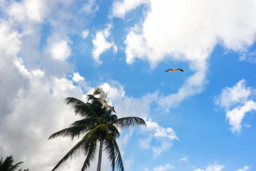 Seagull and palm tree
