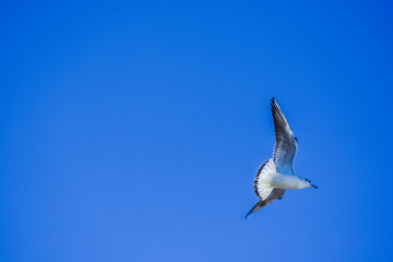 Obraz premium seagull in flight