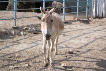 Wild antelope donkey walking in zoo aviary yard