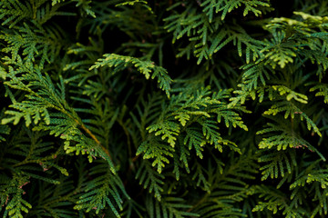 Naklejka na ściany i meble Closeup of Beautiful green christmas leaves of Thuja trees on green background. Thuja twig, Thuja occidentalis is an evergreen coniferous tree. Platycladus orientalis, also known as Chinese thuja, Or