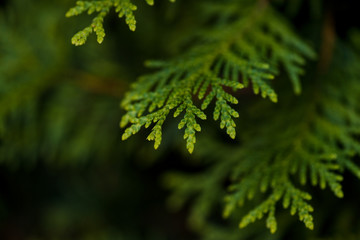 Closeup of Beautiful green christmas leaves of Thuja trees on green background. Thuja twig, Thuja...