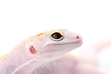 Leopard Gecko isolated on white background