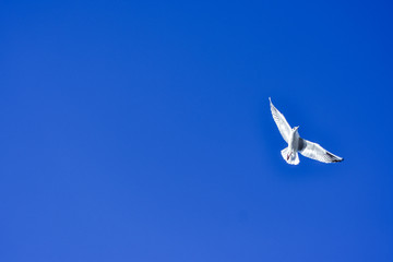seagull flying in the blue sky