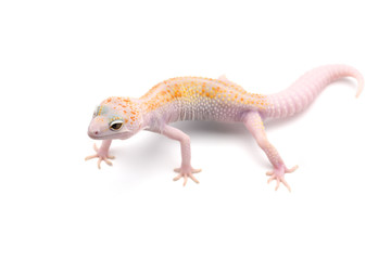 Leopard Gecko isolated on white background