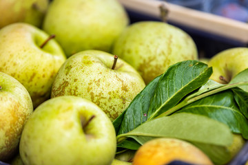 Closeup of many granny smith or golden delicious green yellow apples in box at farmer's market shop store showing detail and texture with leaves in Italy