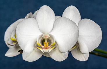 Close up picture of white flower of moth orchid against dark blue background