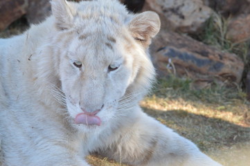 A cute young White tiger cub in a game reserve