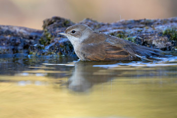 The common white throat (Sylvia communis) taking a bath in a stream