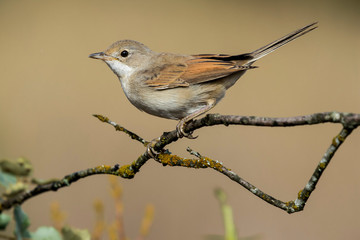 Naklejka premium The common whitethroat (Sylvia communis) perched on a twig