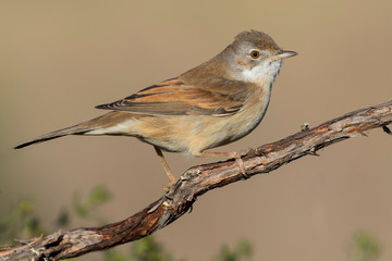 The common whitethroat (Sylvia communis) perched on a twig